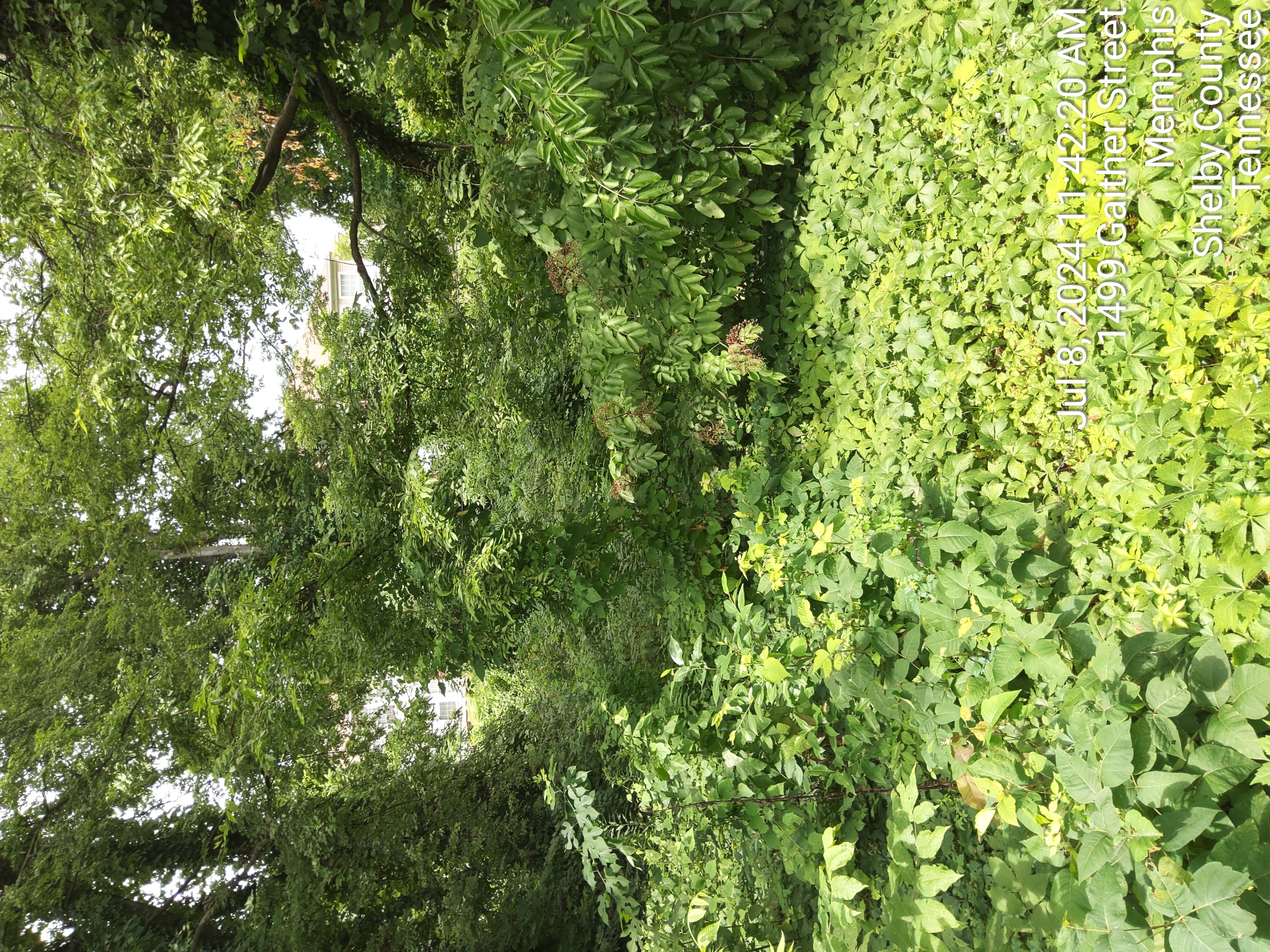 1503 Gaither photo